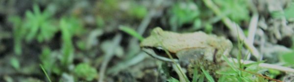 Wood toad