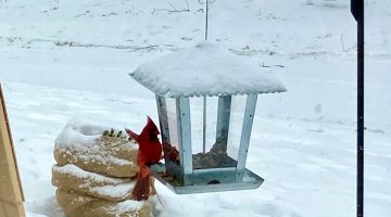 Cardinal - Bird Chats SPIN club