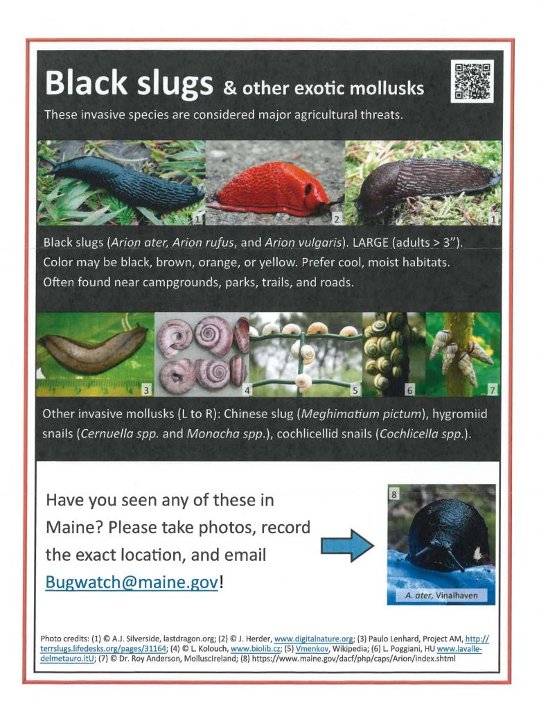 Photos fo Black Slugs and Exotic Mollusks