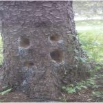 Holes in a tree trunk