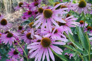 photo of a coneflower