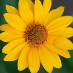 photo of a false sunflower