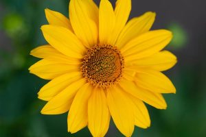 photo of a false sunflower