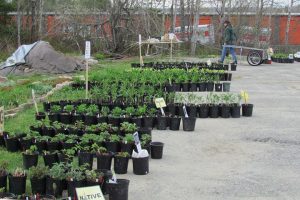 plant sale set up at an Extension county office