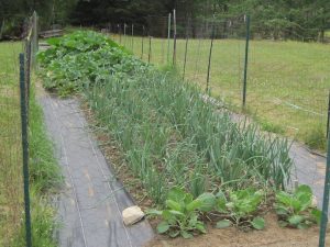 Holly's Perennial Bed, a garden full of onions and squash