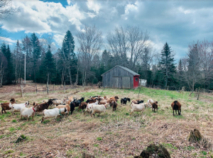 Photo of goats being herded in a field with barn in background