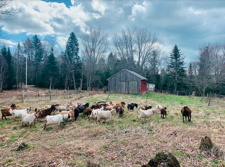 Photo of goats being herded in a field with barn in background