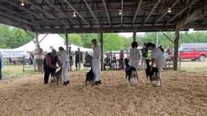 Four 4-H members lining up their goats to be inspected by a judge