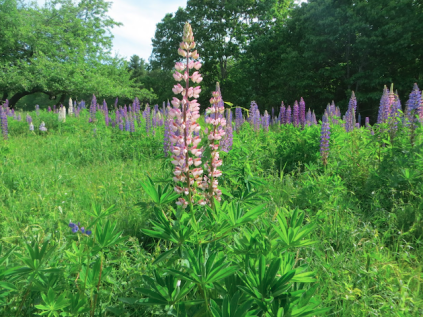 Photo of pink lupine in a field