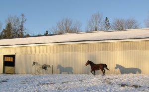Horses running in the snow, and their shadows are visible on a building.