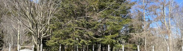 Wild Gardens of Acadia Flooded