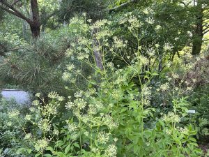 plant Bristly Sasparilla and Pitch Pines