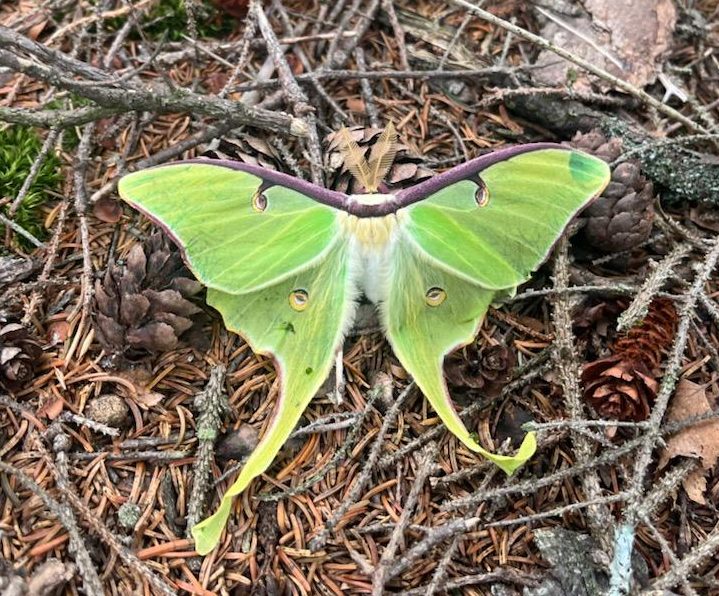 Green Luna moth on a forest floor