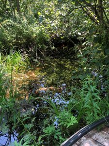 Native Gardens of Blue Hill Pond