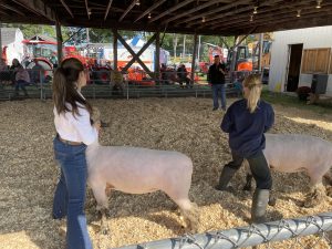 Two girls holding sheep in a wide stance at the animal show ring with a judge looking on
