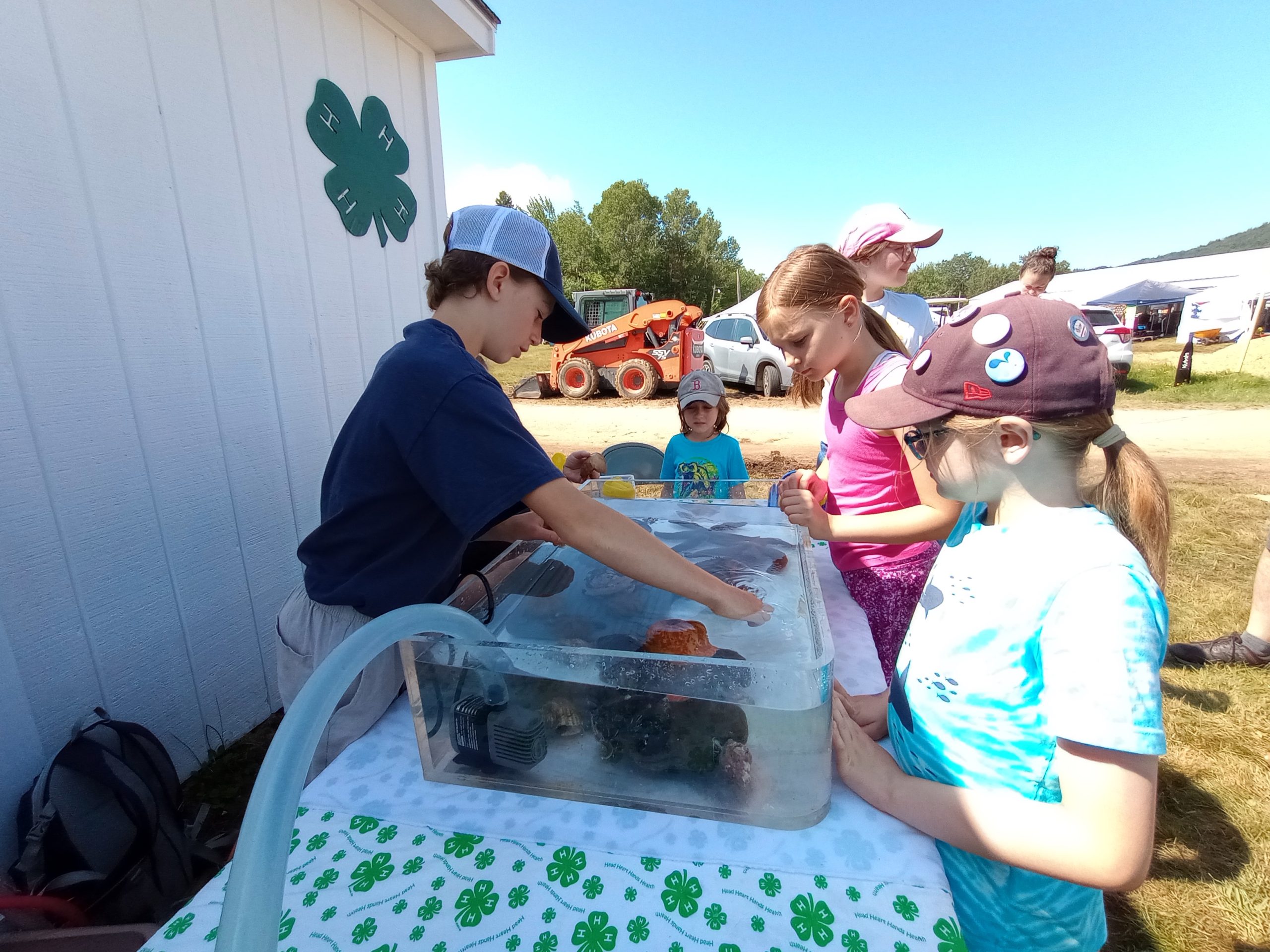 Youth gathered around the 4-H Touch Tank exhibit at the Blue Hill Fair, observing the sea creatures