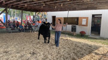 Teenage girl walking a large black cow around a livestock show ring