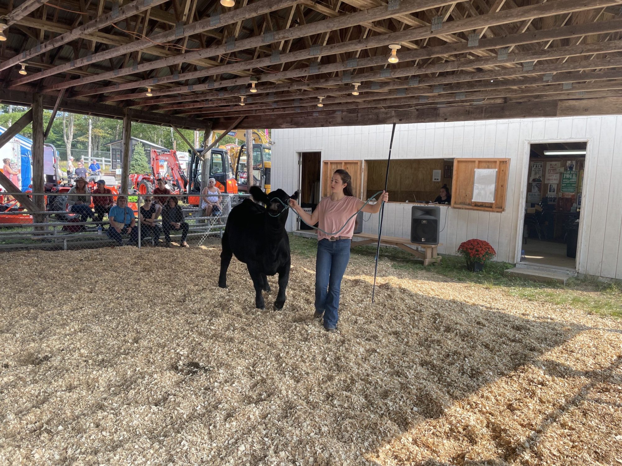 Teenage girl walking a large black cow around a livestock show ring