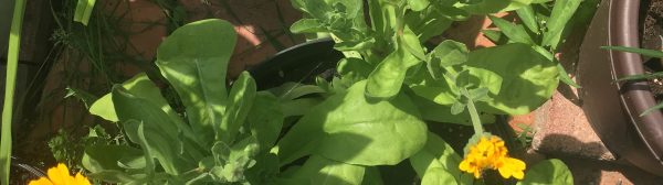 Calendula in small pots