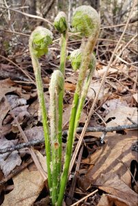Fiddleheads sprouting
