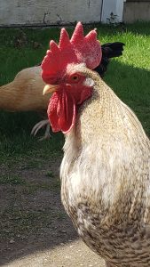 Up close portrait of a chicken