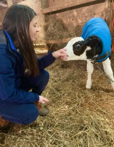 Rachel meets calf 