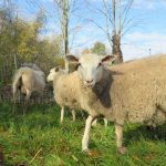 Sheep in field