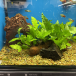 A fish tank set up with plants and fish. 