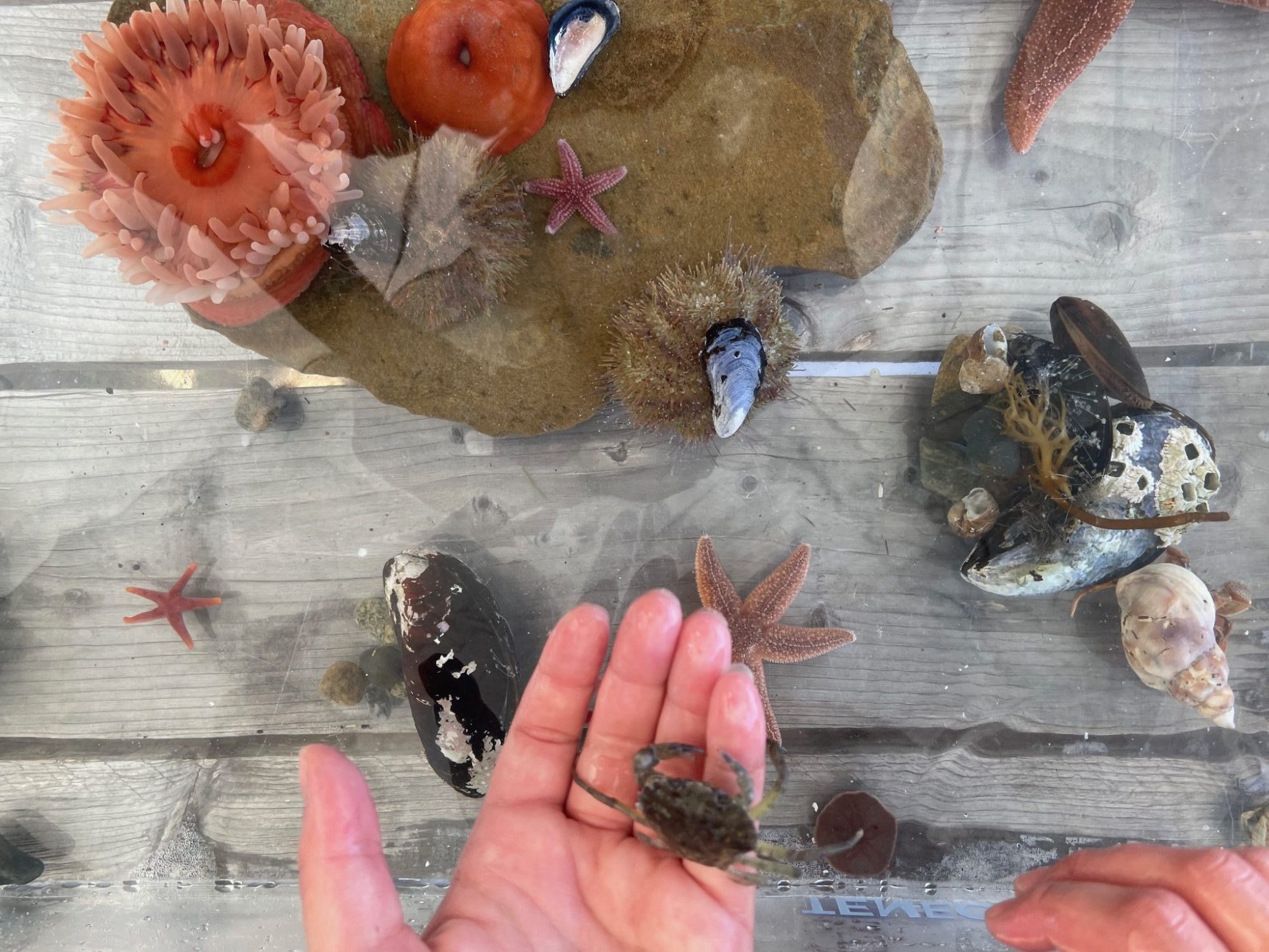 4-H touch tank showing mussels, anemones, crabs, seas stars, and sea urchins