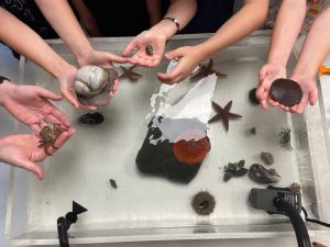 4 youth holding various creatures over the touch tank