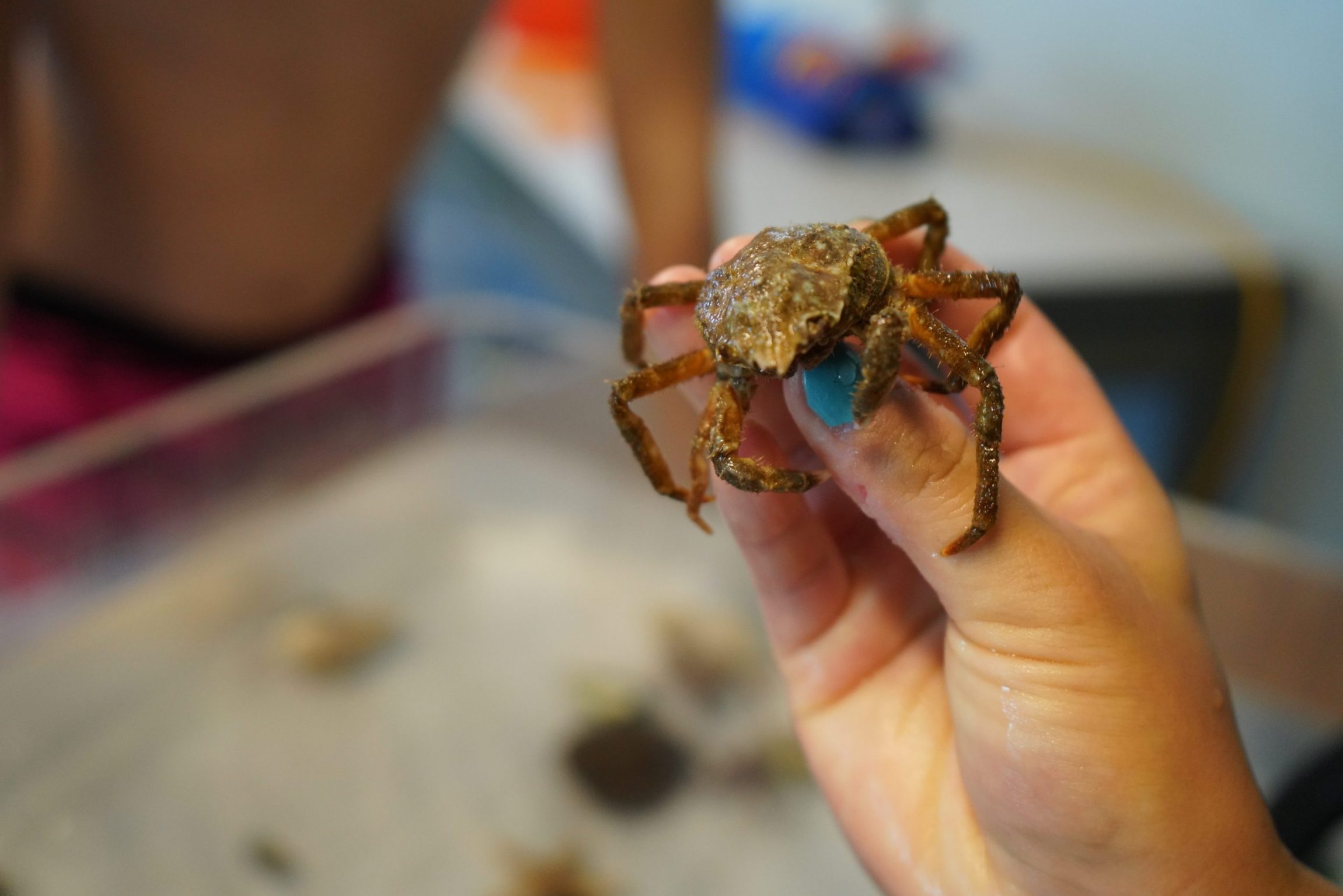 Up close image of hand holding a toad crab above the touch tank, other creatures can be seen in the background