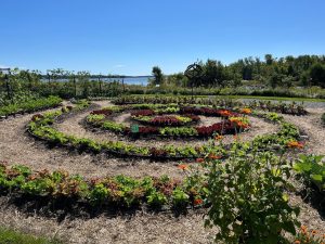 photo of salad bowl garden in September