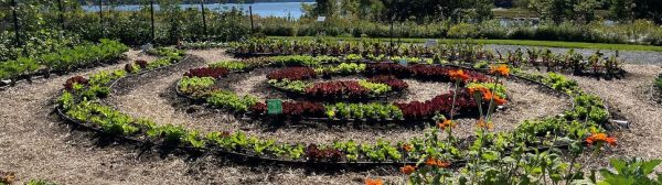 photo of salad bowl garden in September