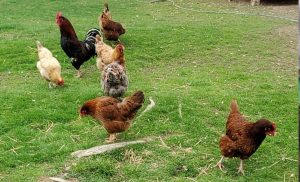 A small flock so 7 chickens pecking at grass