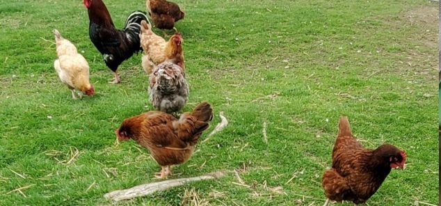 A small flock so 7 chickens pecking at grass