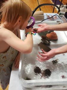 Youth using a magnifying glass to look at a crab being held by a volunteer over the touch tank