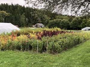 Gardens at Four Season Farm