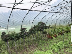 Greenhouse at Four Season Farm