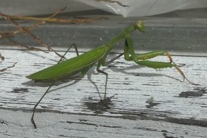 Praying Mantis at Extension Office Hoop House