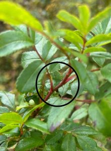 Plant showing branches