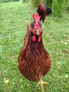 Brown chicken strutting right at the camera