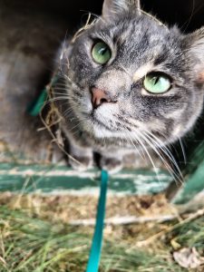 Up close image of a grey cat with bright green eyes laying in hay