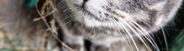 Up close image of a grey cat with bright green eyes laying in hay