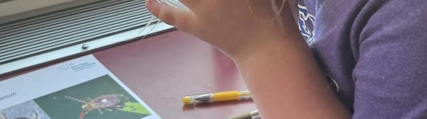 Youth using a magnifying glass to look closely at a tick.