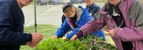 Master Gardeners help with seedlings