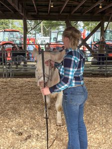 Youth working with steer at the Blue Hill Fair.