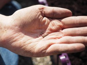Sowing Seeds from Lauren Landers mgv