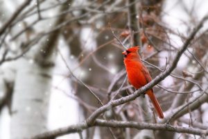 Cardinal photo from Lauren Landers mgv