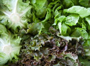 lettuce; photo by Edwin Remsberg, USDA