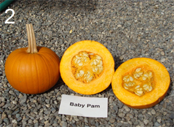 pumpkin cultivar 'Baby Pam'